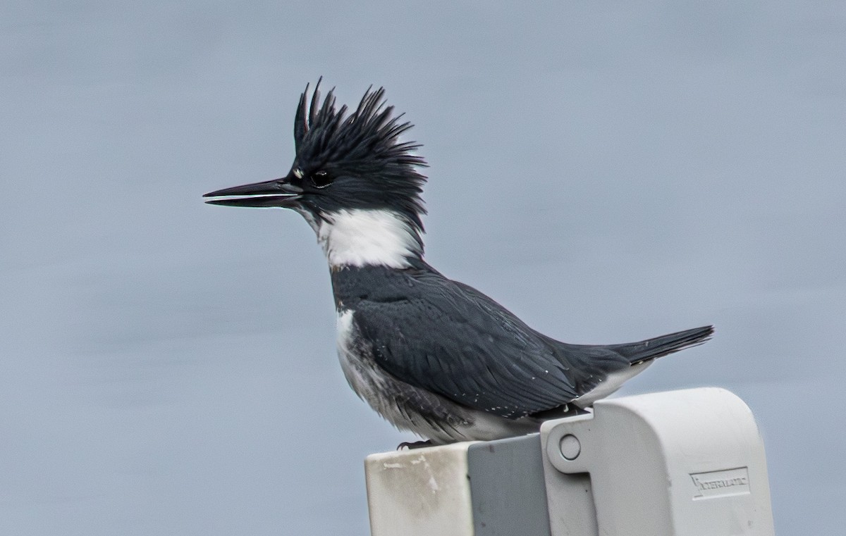 שלדג אמריקני - ML646271623