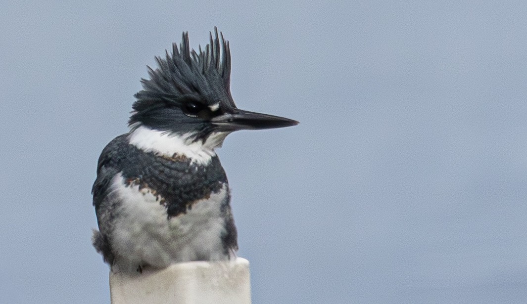 שלדג אמריקני - ML646271624