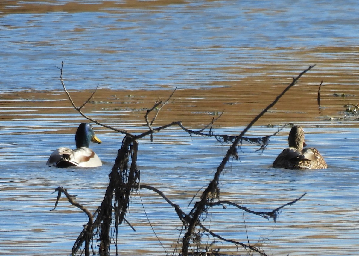 Mallard - ML646271625