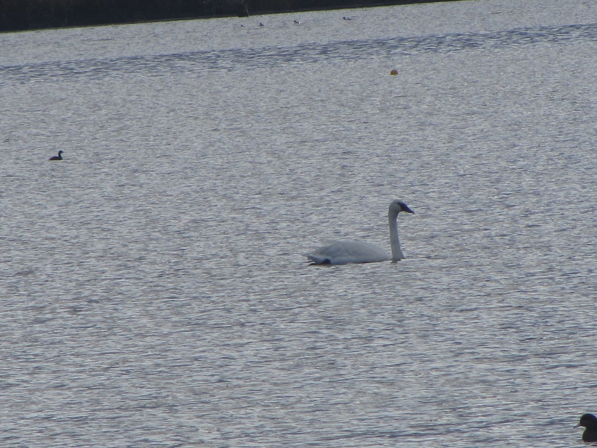 Trumpeter Swan - ML646271627