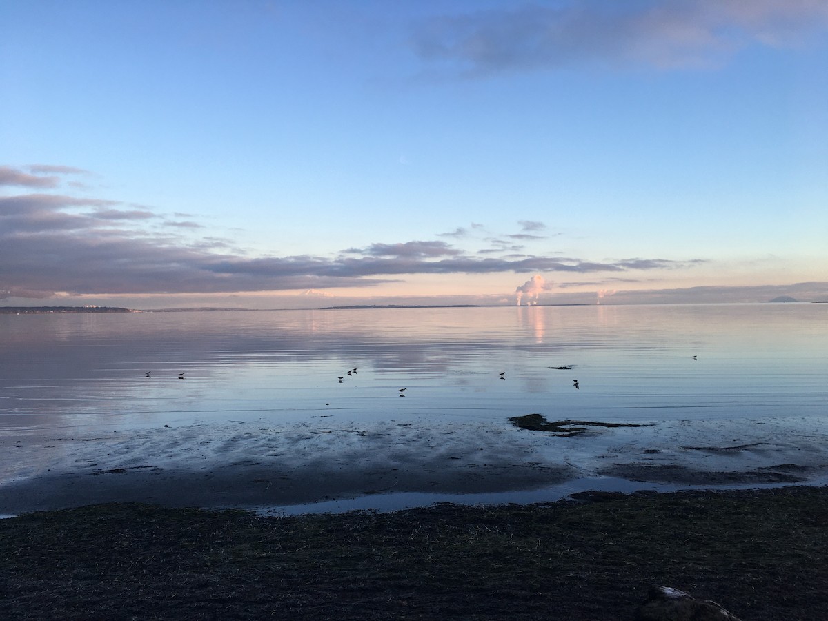 vodouš velký - ML646271628