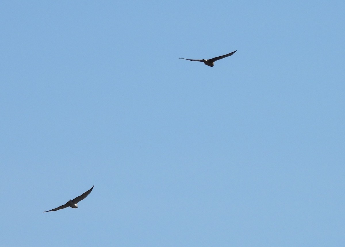 Northern Harrier - ML646271642