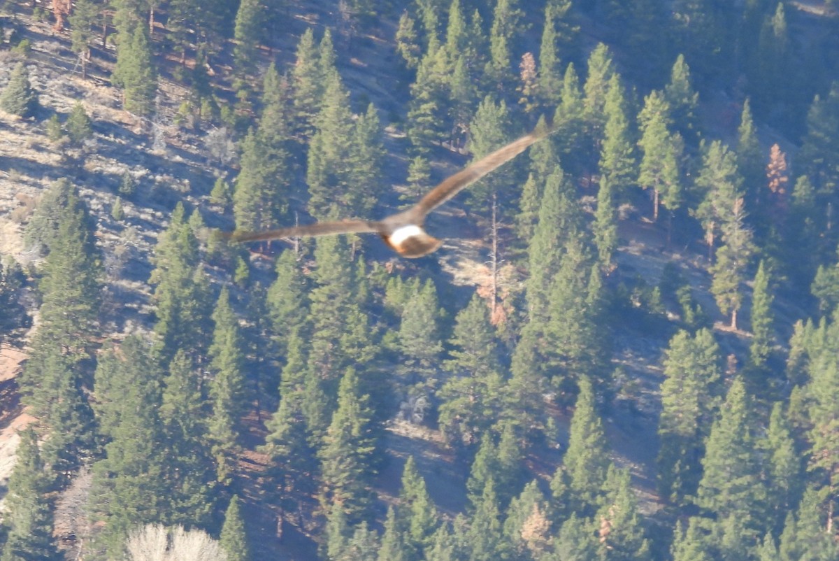 Northern Harrier - ML646271644