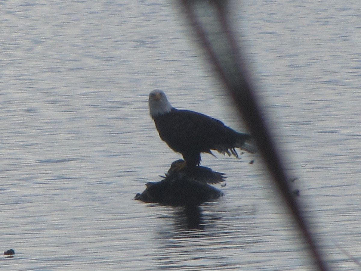 Bald Eagle - ML646271666