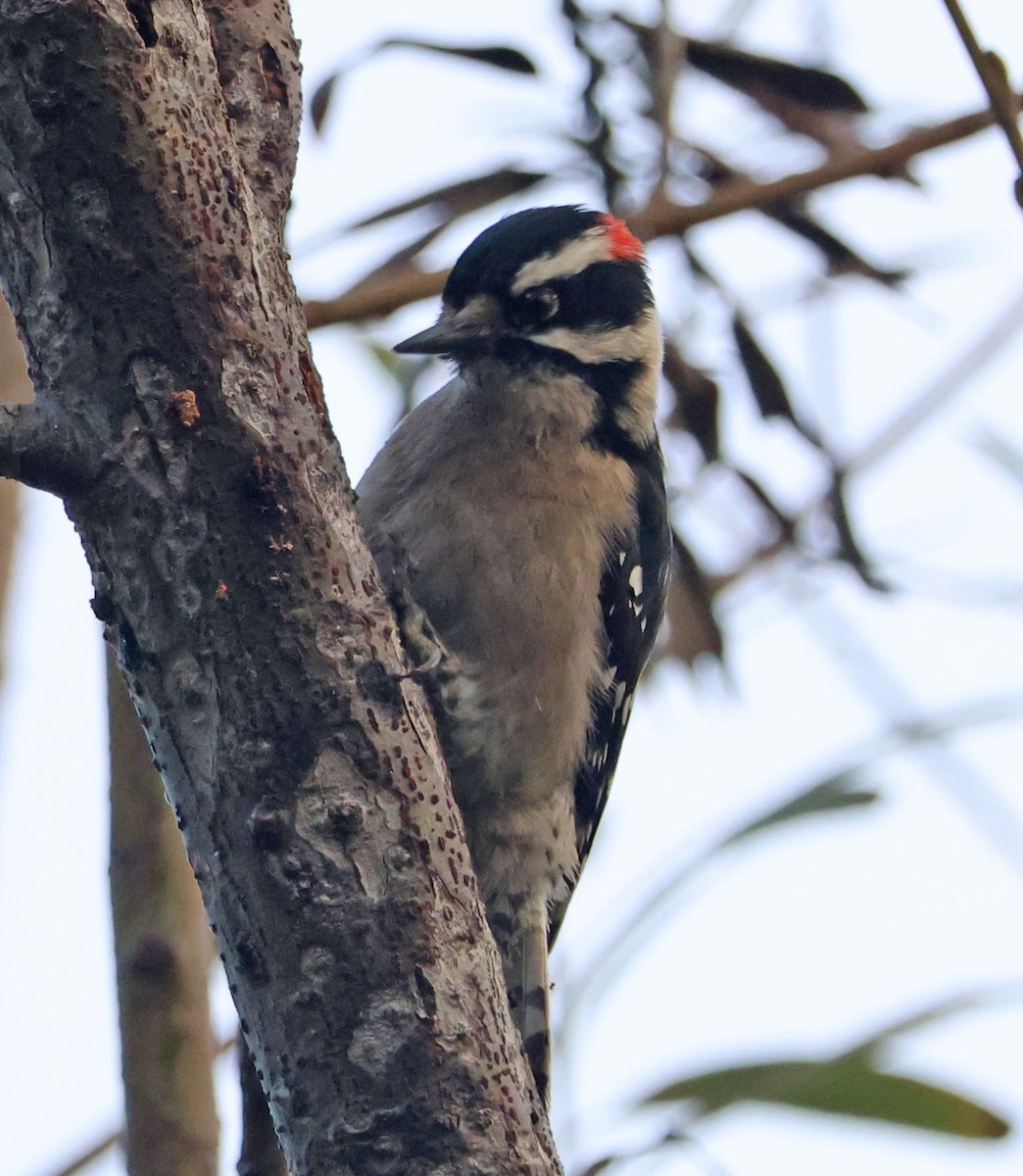 Downy Woodpecker - ML646271667