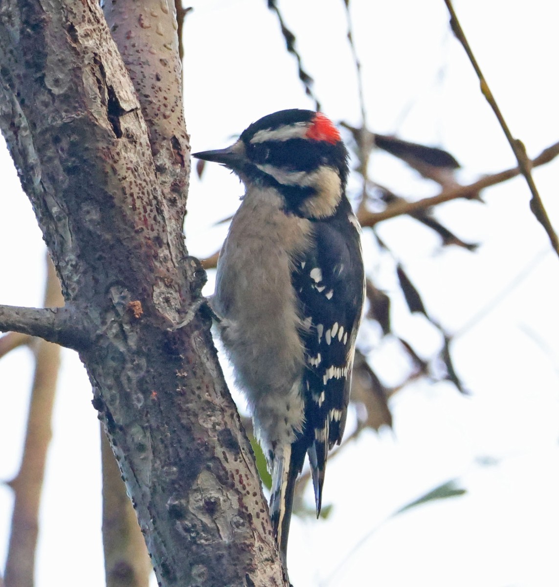 Downy Woodpecker - ML646271668
