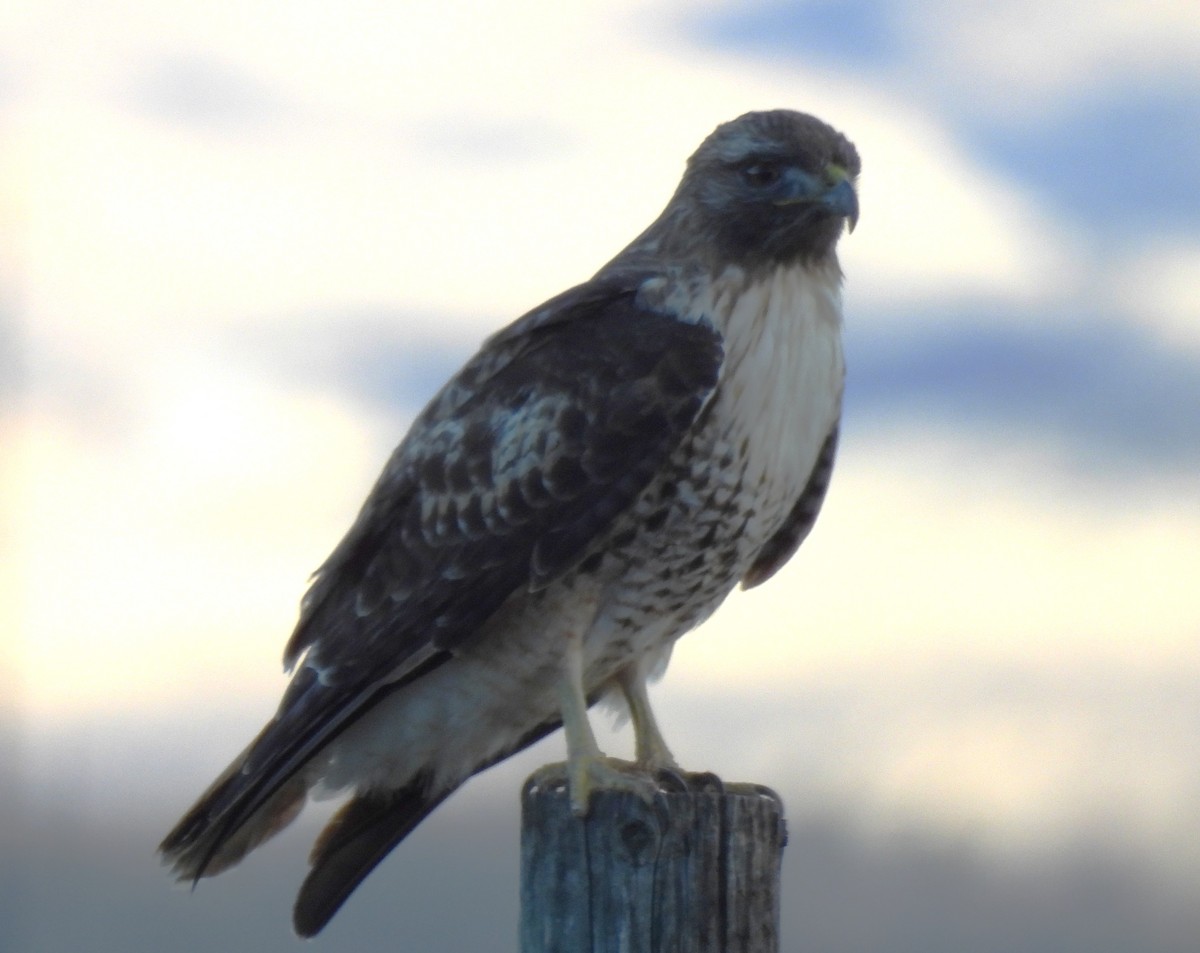 Red-tailed Hawk - ML646271673