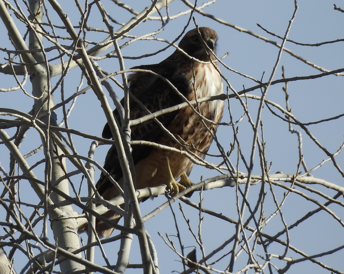 Red-tailed Hawk - ML646271674