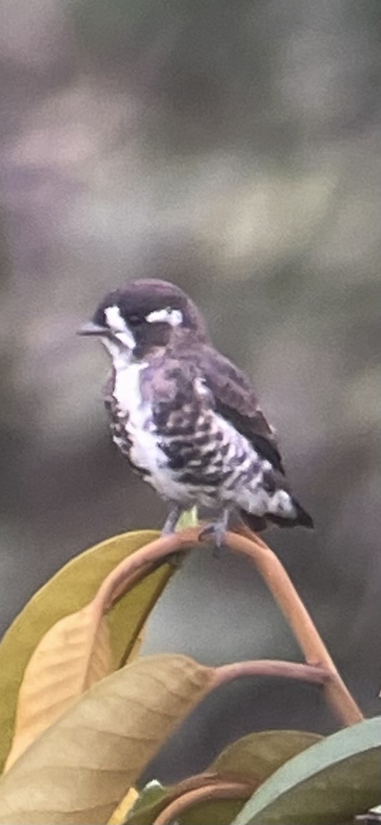 White-browed Purpletuft - ML646271675