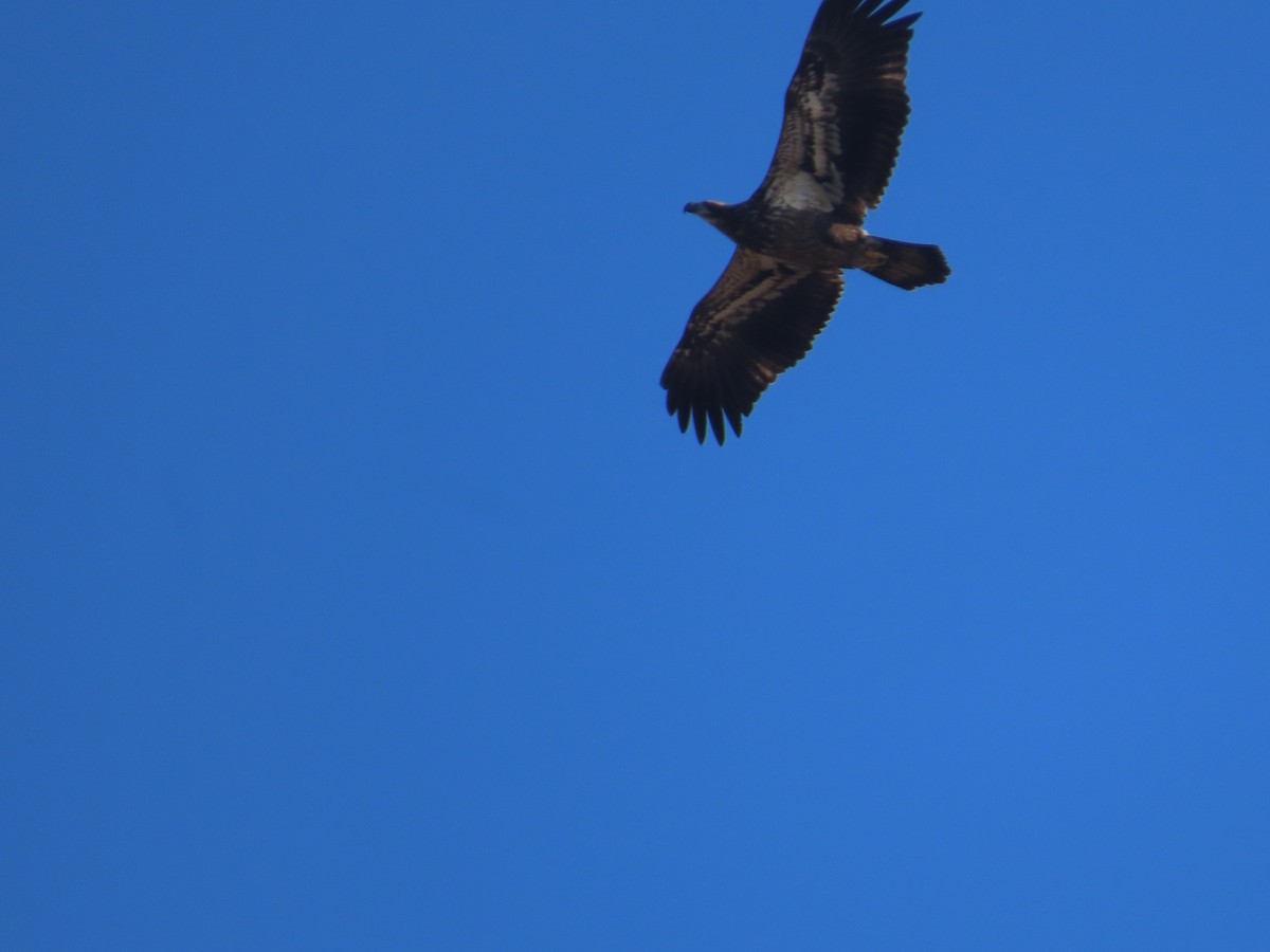 Bald Eagle - ML646271682