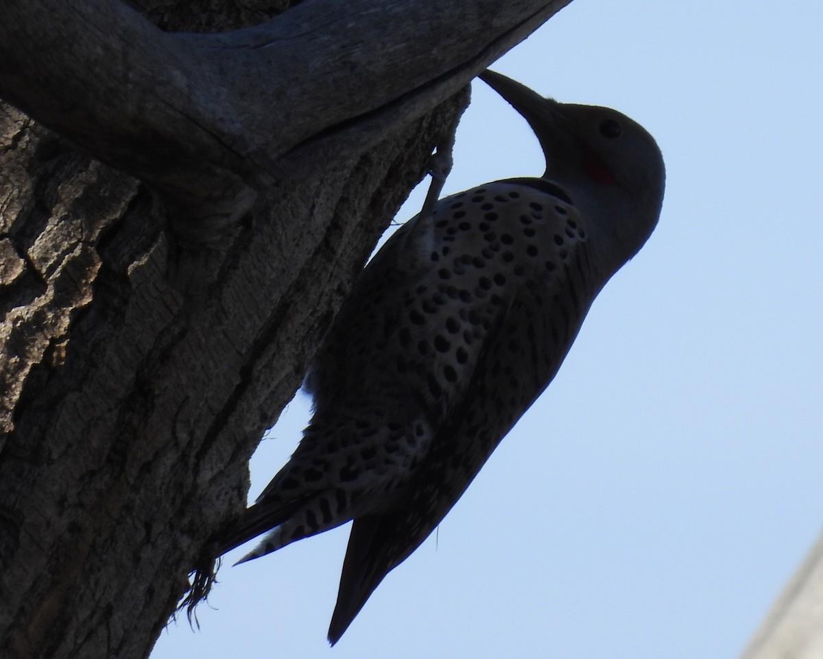 Northern Flicker - ML646271684