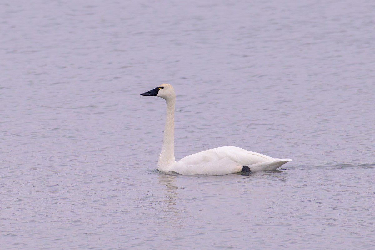 Tundra Swan - ML646271685