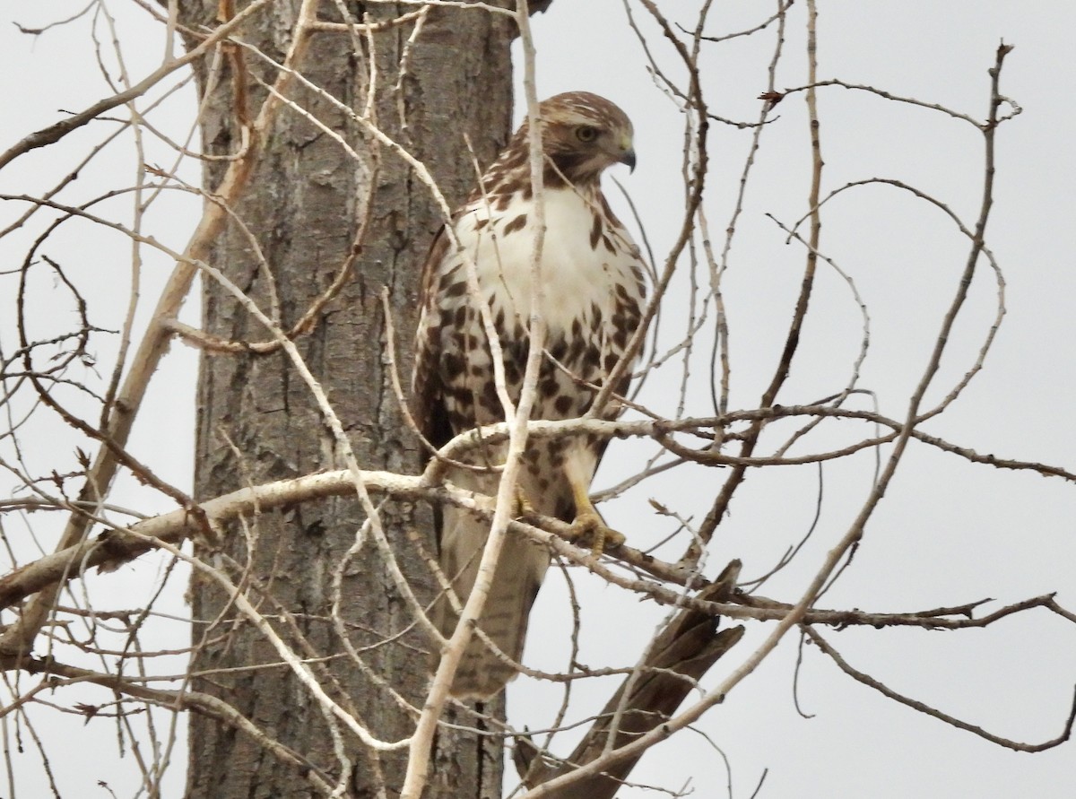 Red-tailed Hawk - ML646271687