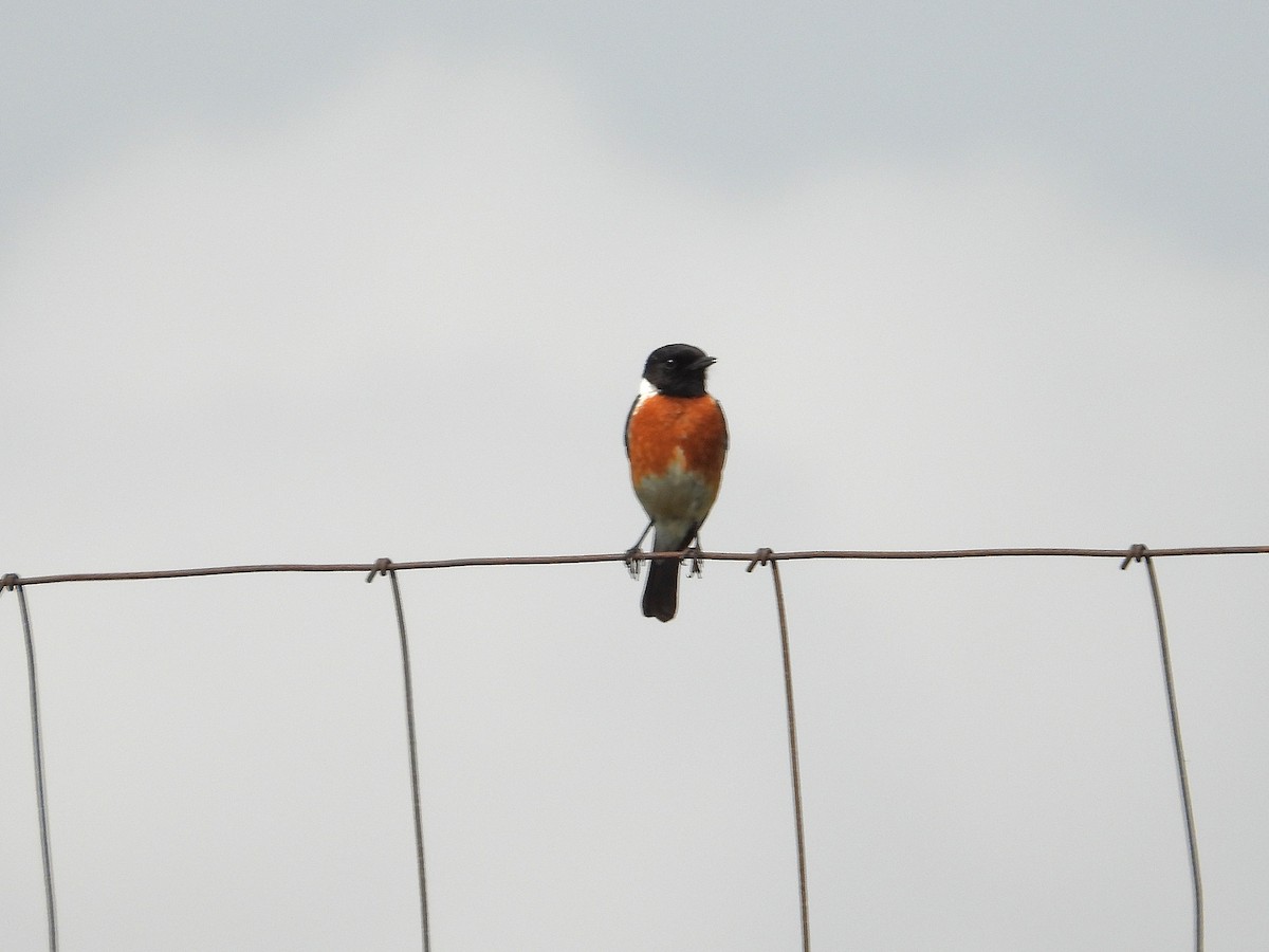 African Stonechat - ML646271696