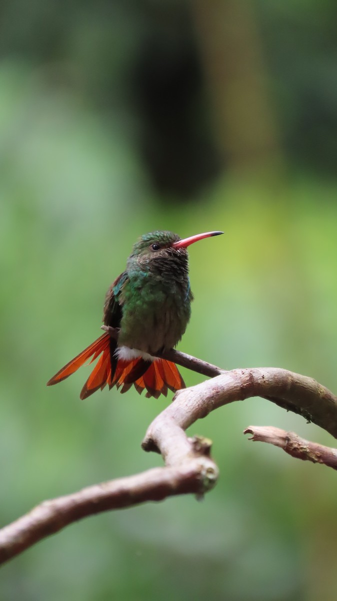 Rufous-tailed Hummingbird - ML646271718