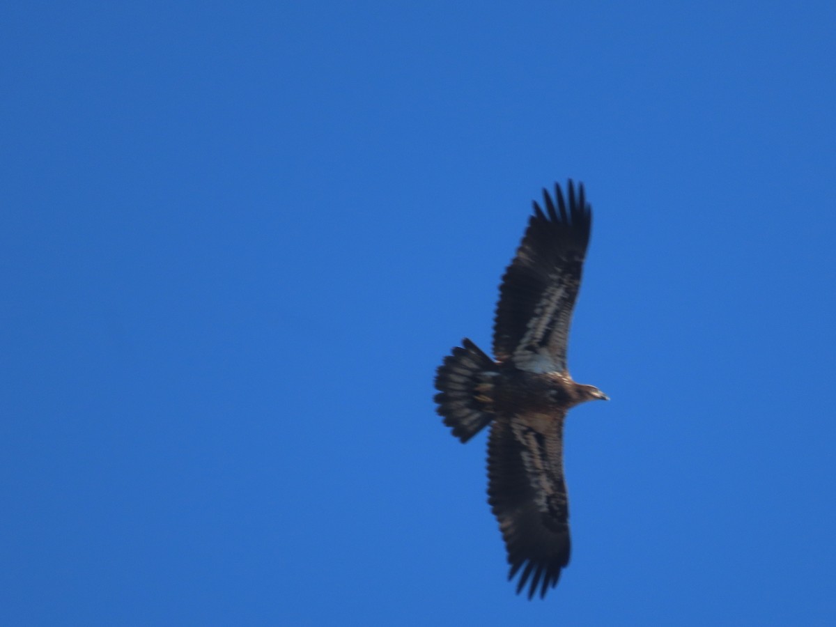 Bald Eagle - ML646271732