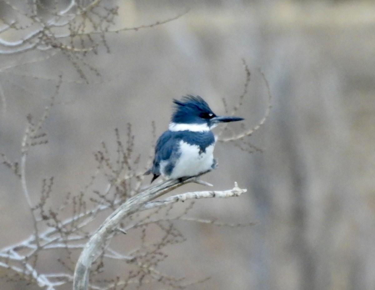 שלדג אמריקני - ML646271736