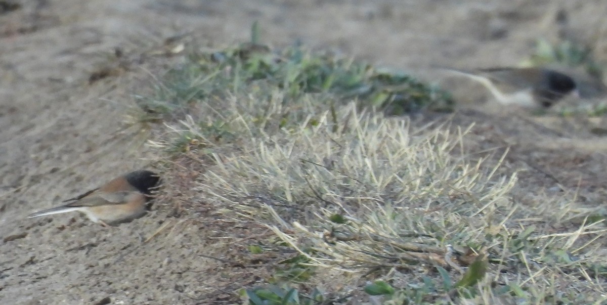 Dark-eyed Junco (Oregon) - ML646271797