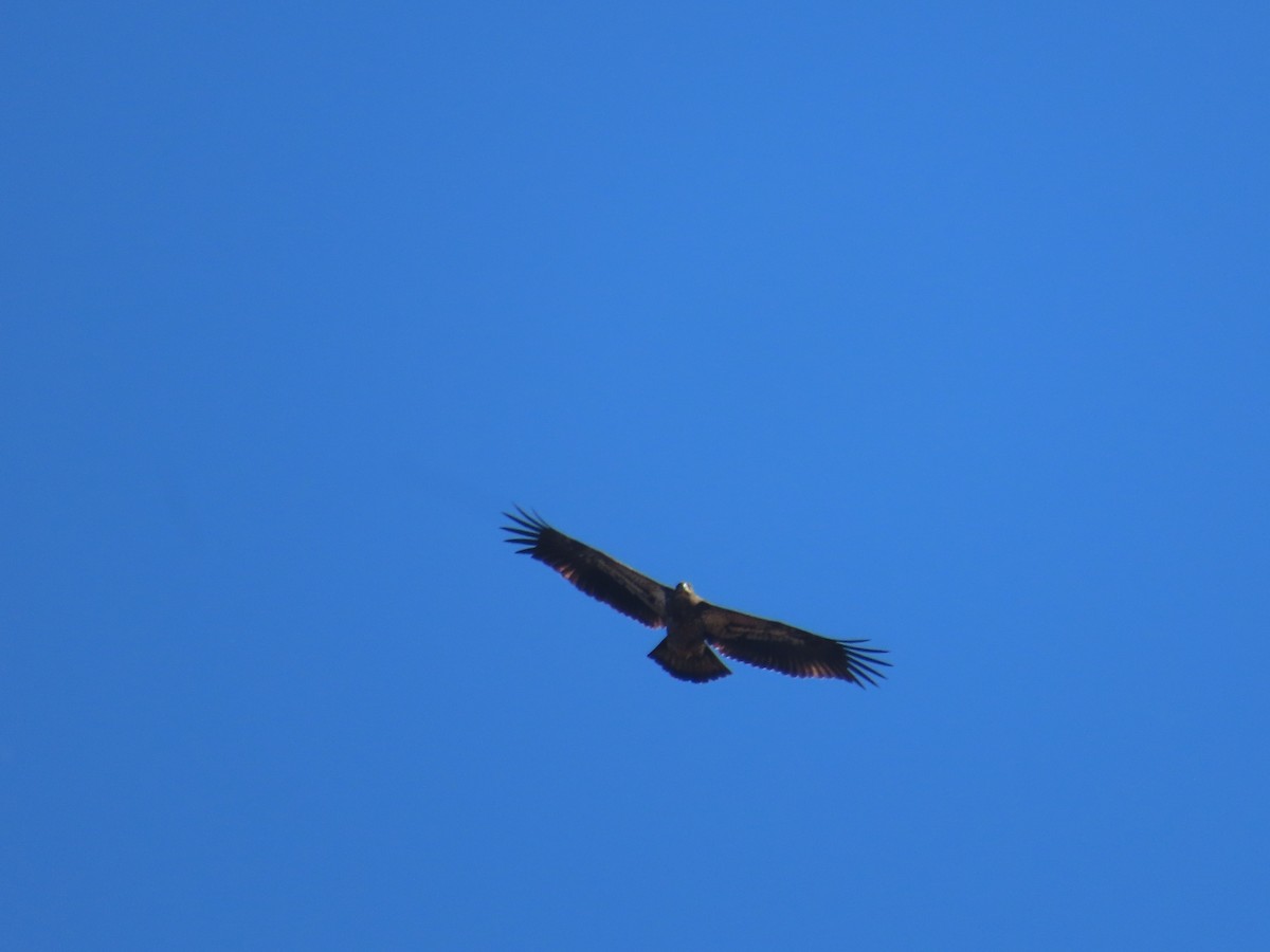 Bald Eagle - ML646271814