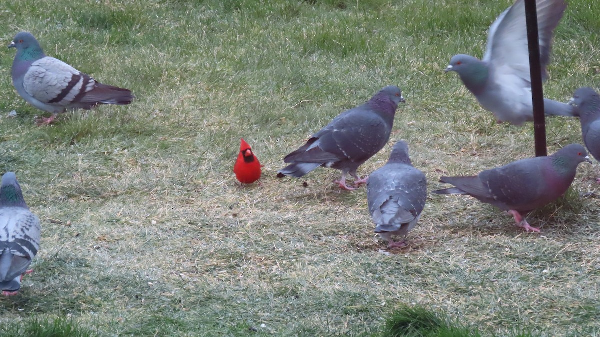 Northern Cardinal - ML646271819