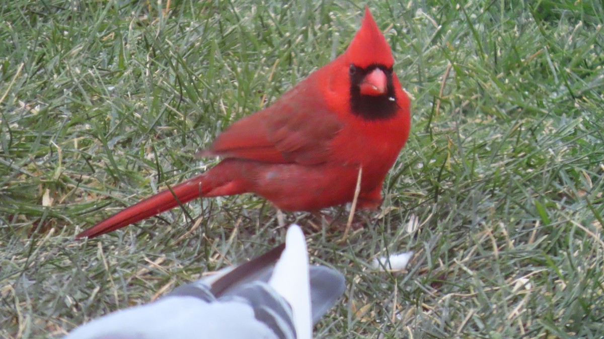 Northern Cardinal - ML646271820