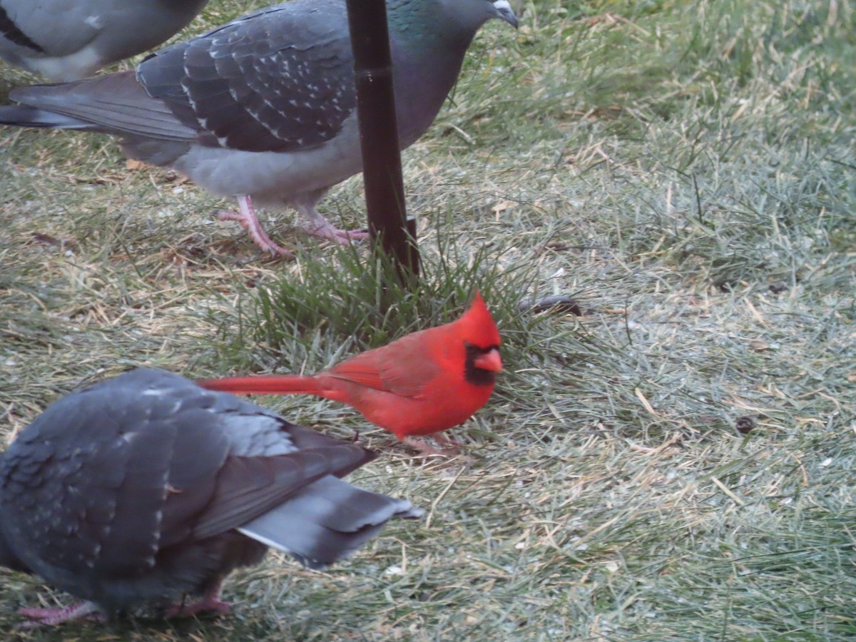 Northern Cardinal - ML646271821