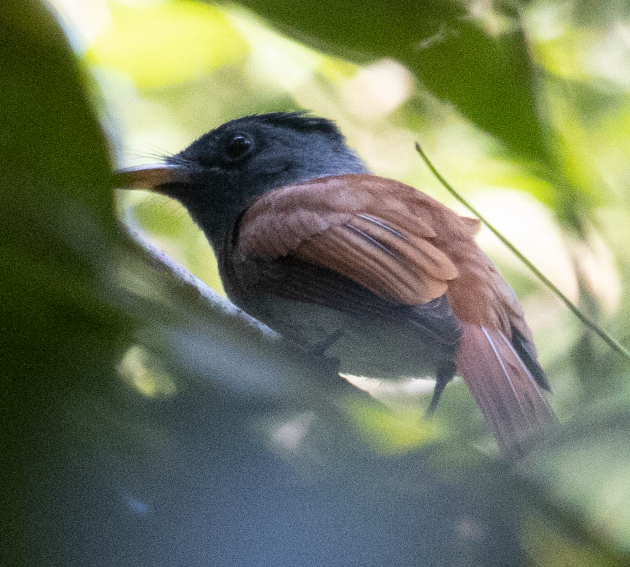 ブライスサンコウチョウ - ML646271825