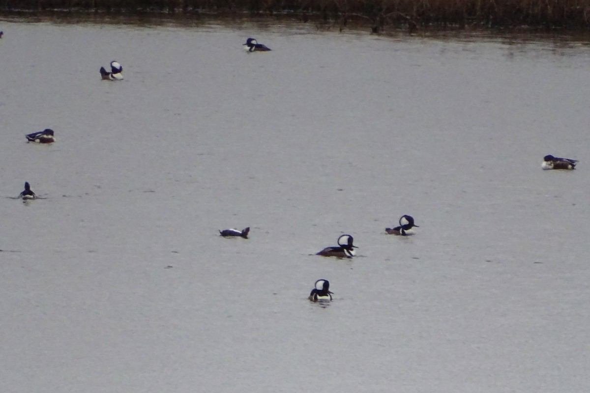 Hooded Merganser - ML646271830