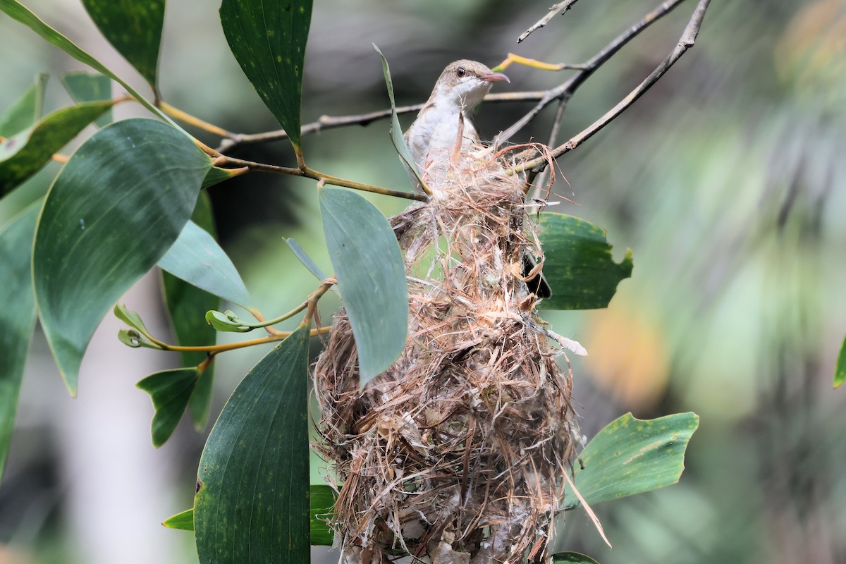 Brown-backed Honeyeater - ML646271832