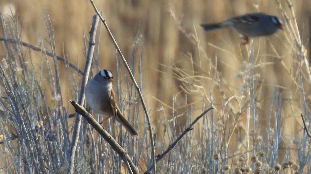 White-crowned Sparrow (Gambel's) - ML646271833