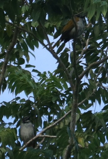 Black-headed Saltator - ML646271838