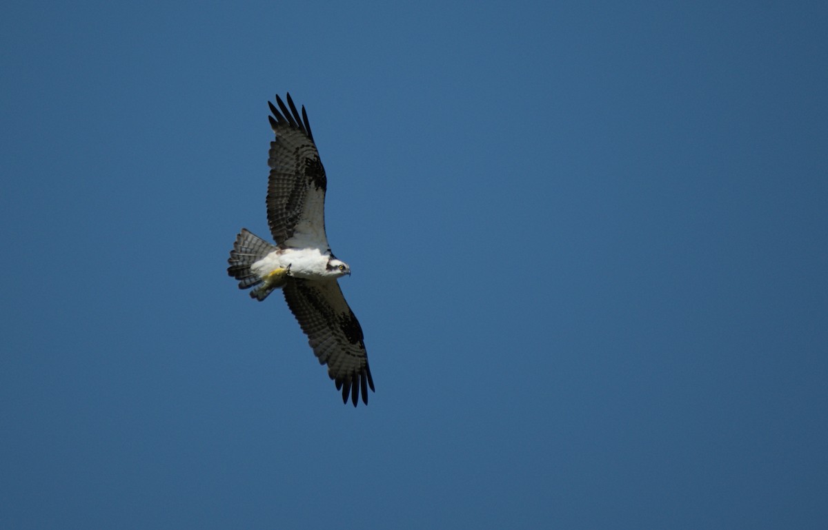 Osprey - ML646271848