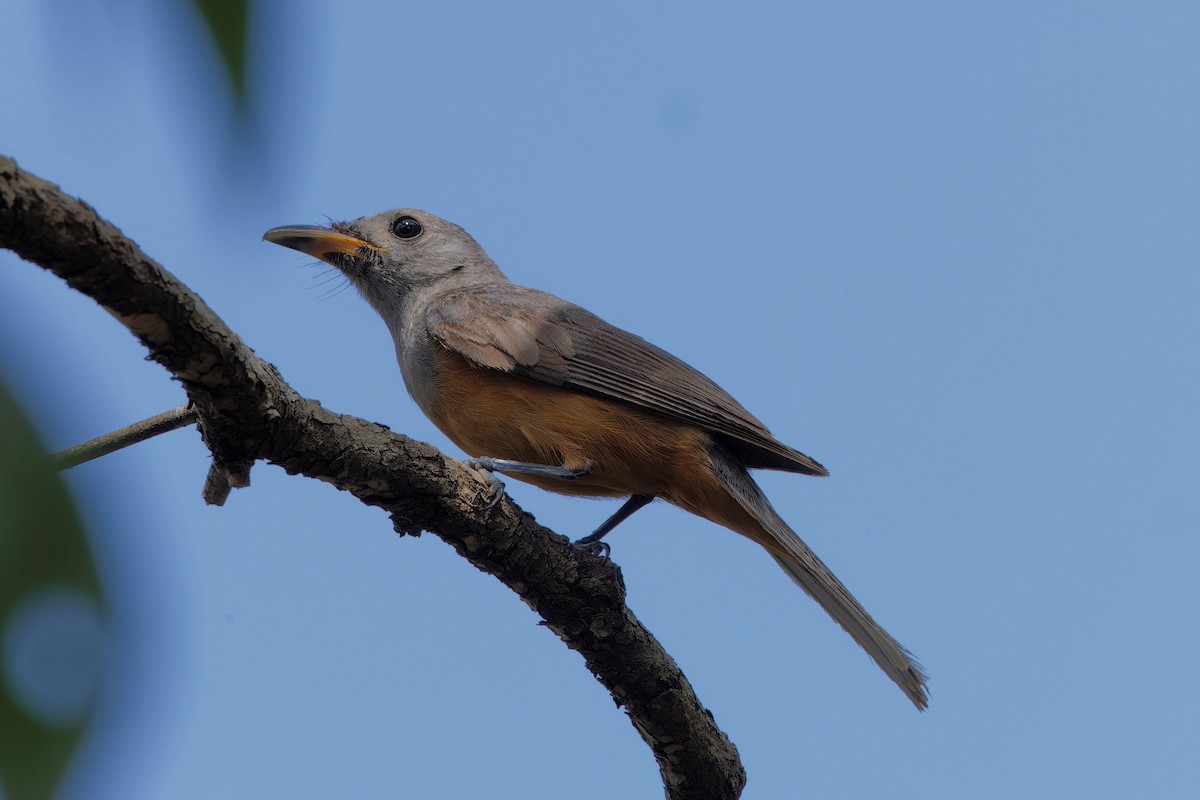 Black-faced Monarch - ML646271861