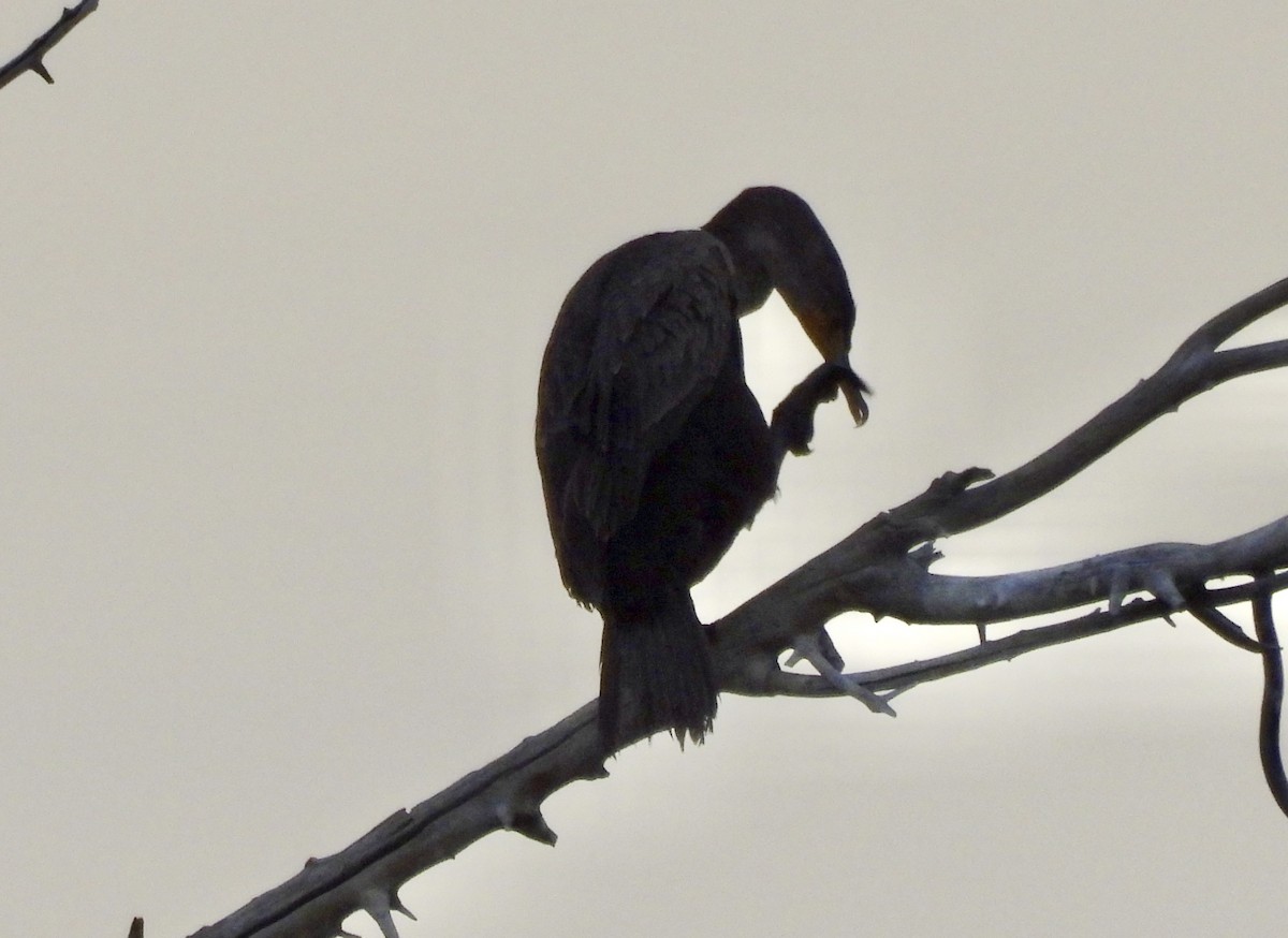 Double-crested Cormorant - ML646271862