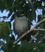Black-headed Saltator - ML646271864