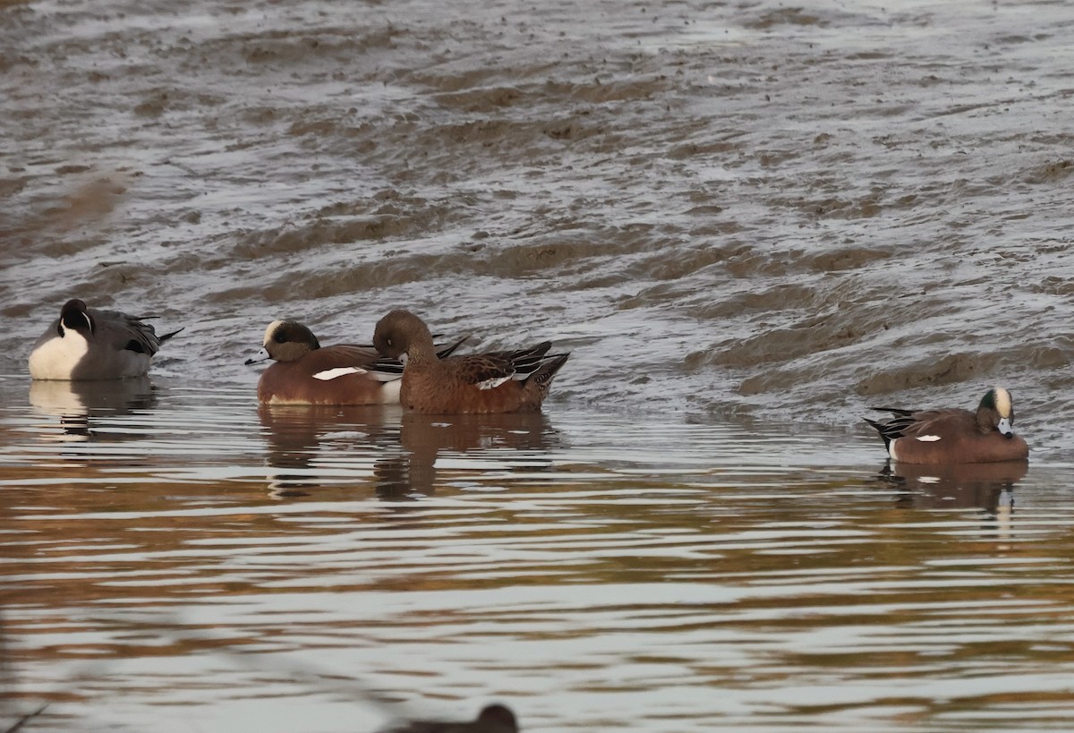 Fischione americano - ML646271866