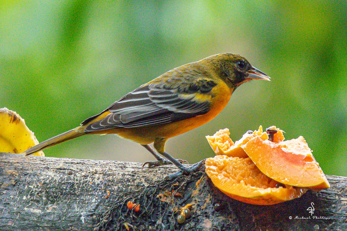 Балтиморский трупиал - ML646271867