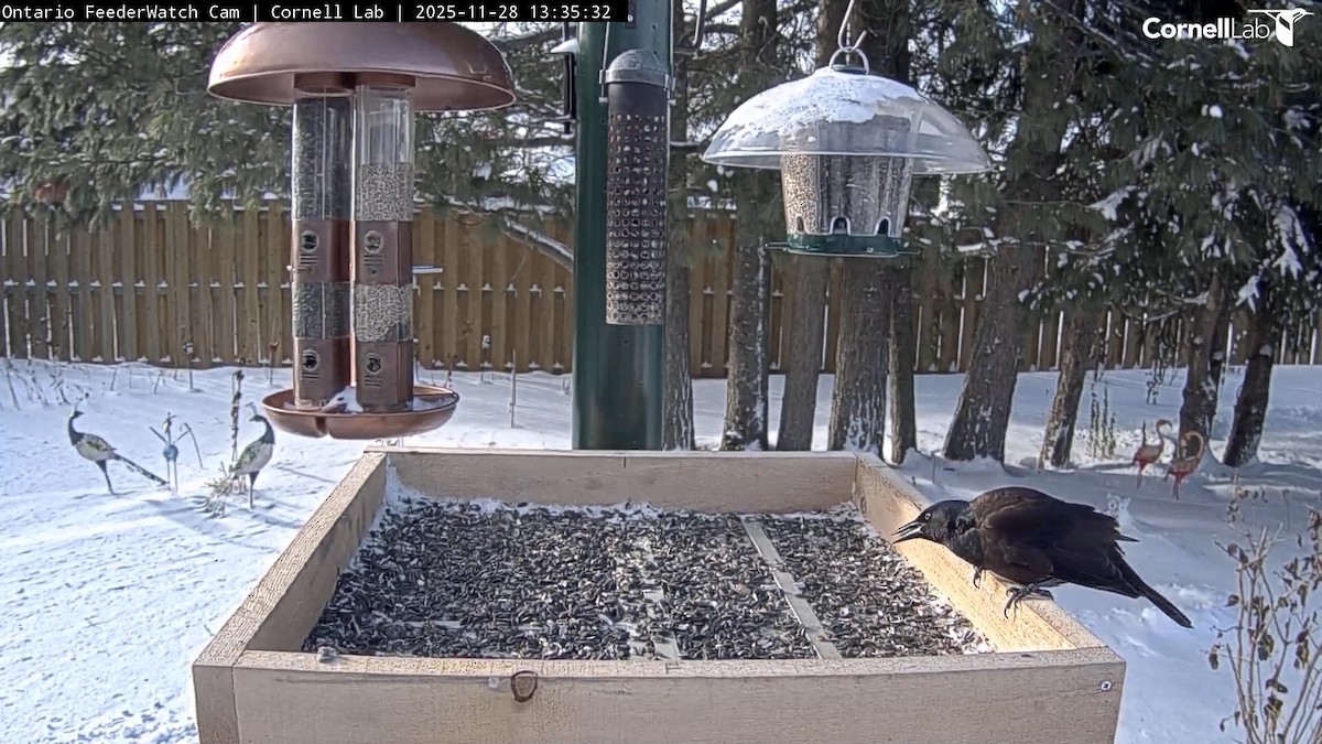 Common Grackle - ML646271877