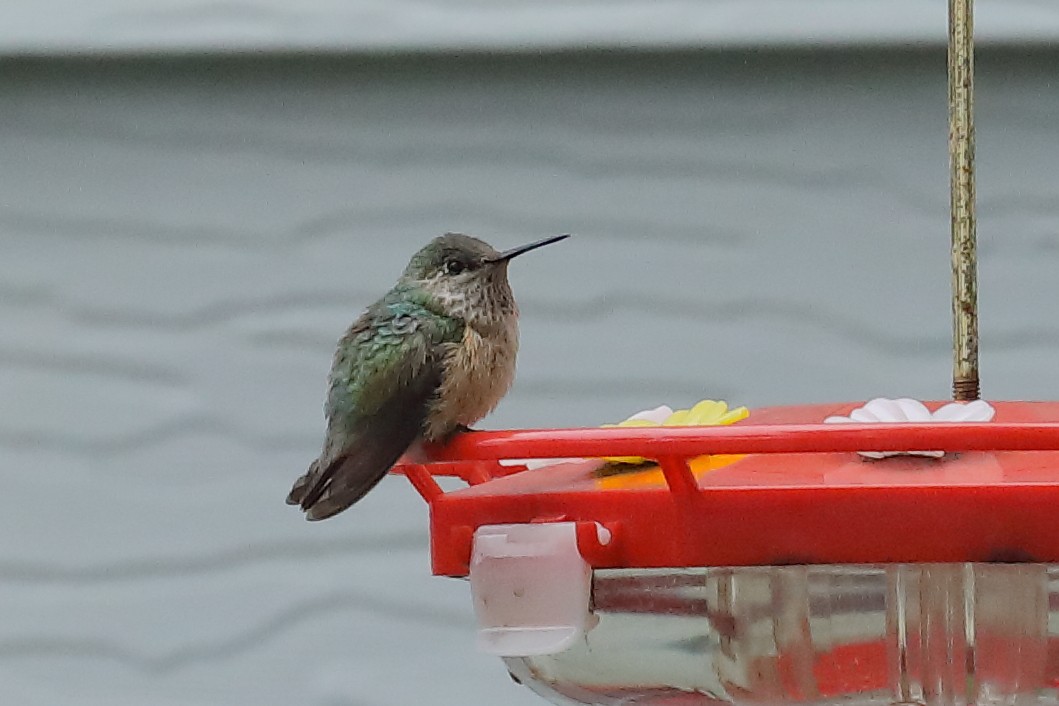 Calliope Hummingbird - ML646271880