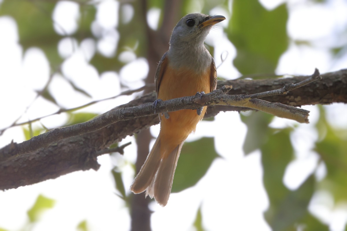 Black-faced Monarch - ML646271881