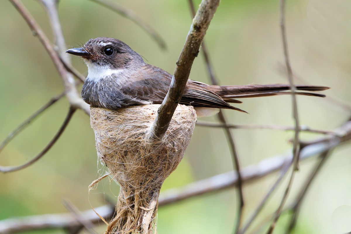 Northern Fantail - ML646271893