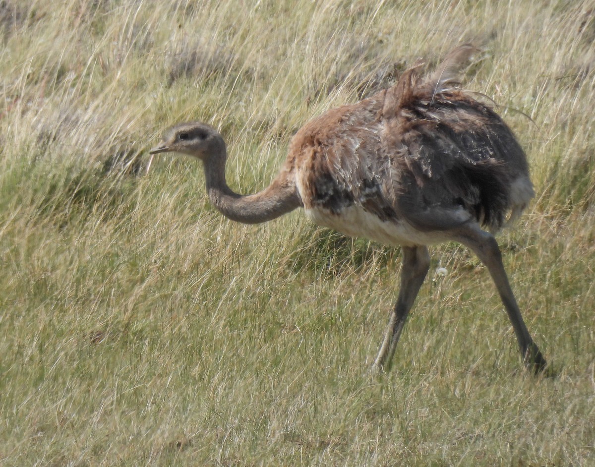 Ñandu txikia - ML646271895