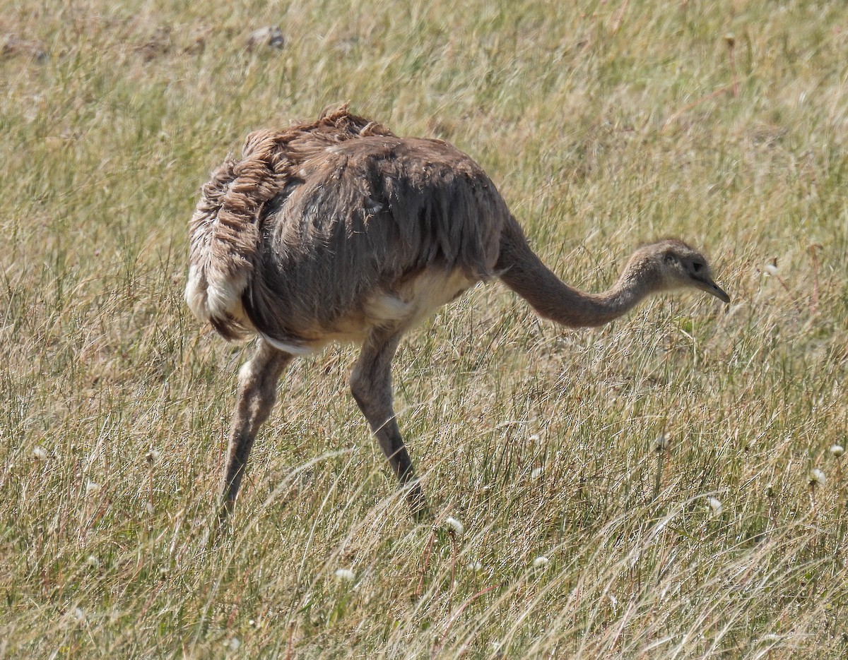 Ñandu txikia - ML646271897