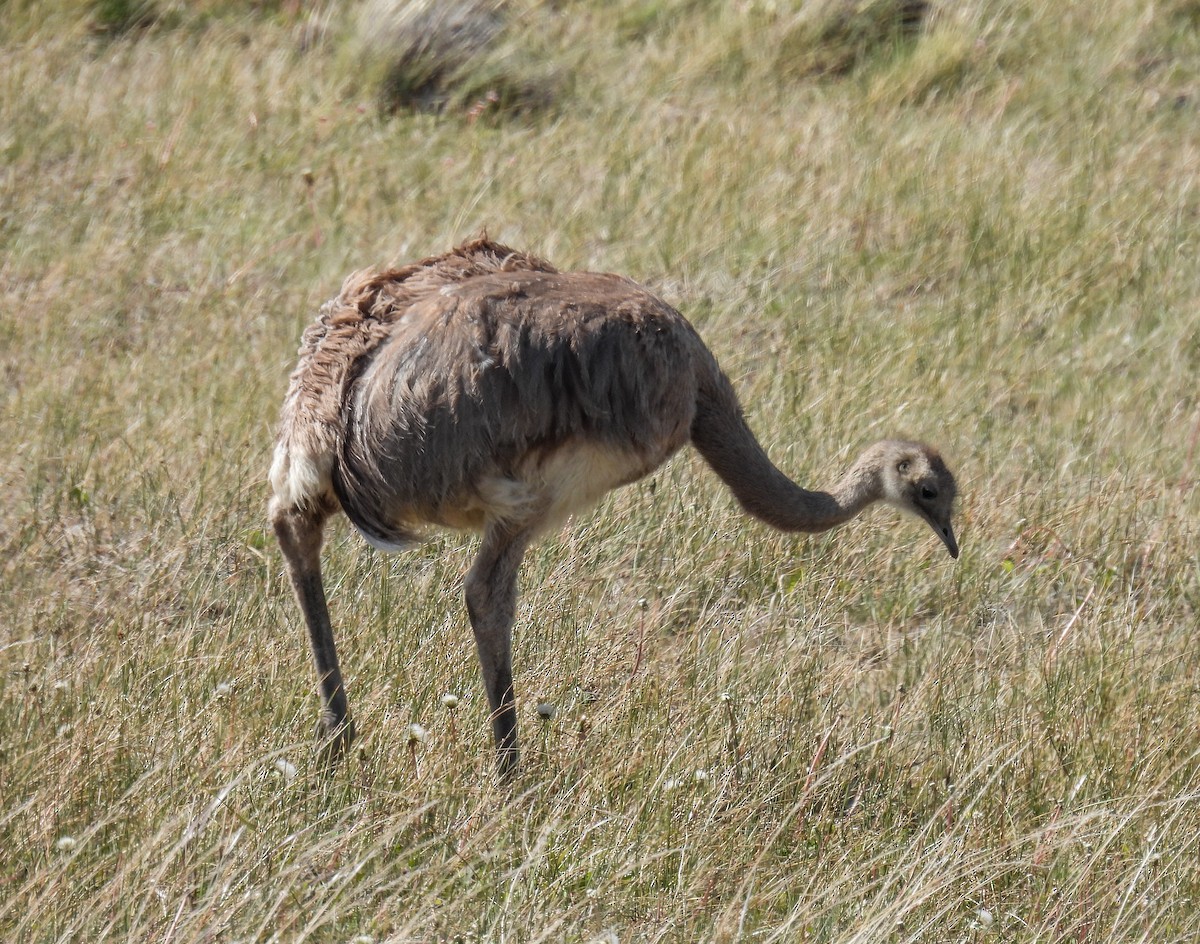 Ñandu txikia - ML646271898