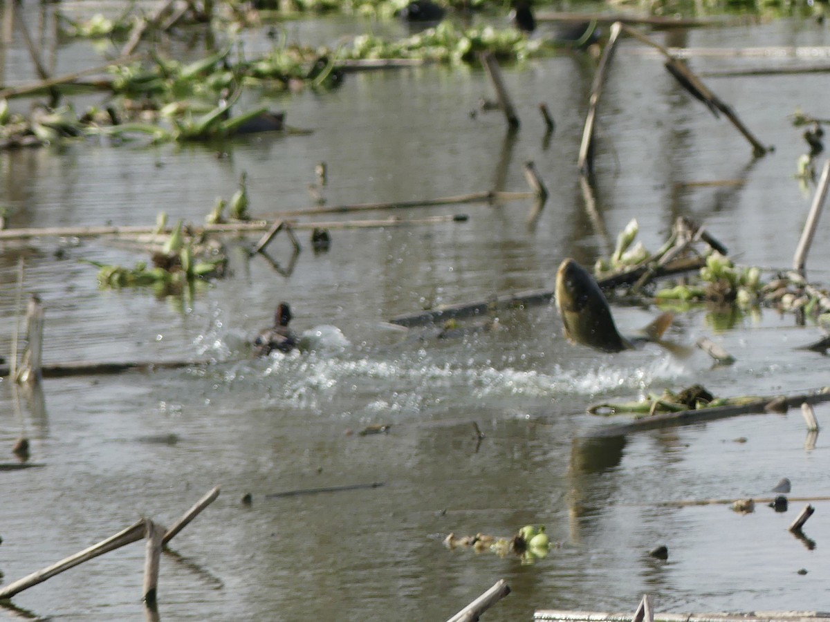 Animals - ML646271900