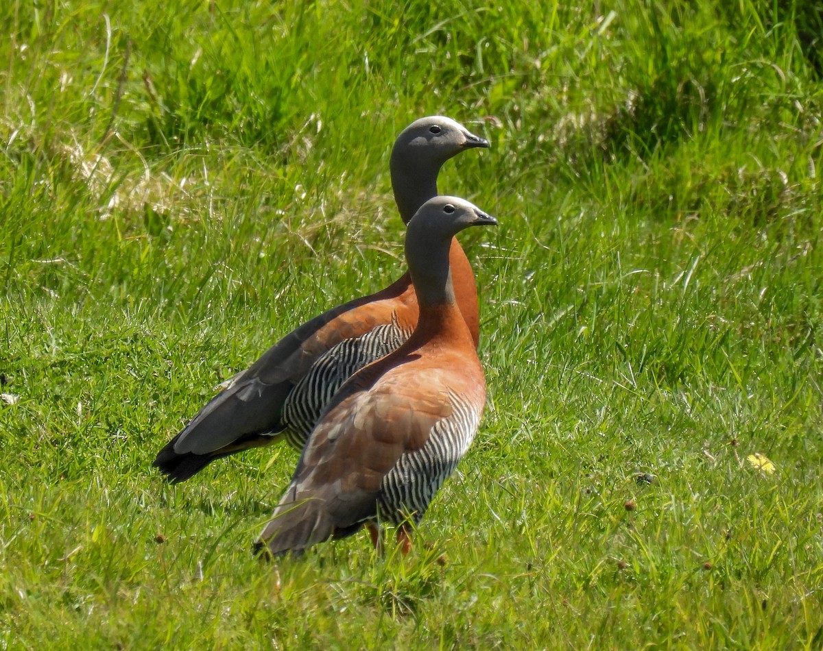 Antzara burugrisa - ML646271901