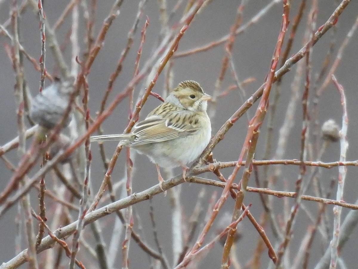 Clay-colored Sparrow - ML646271909