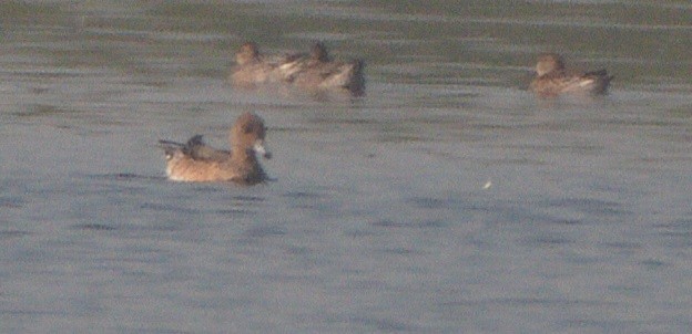 Eurasian Wigeon - ML646271911