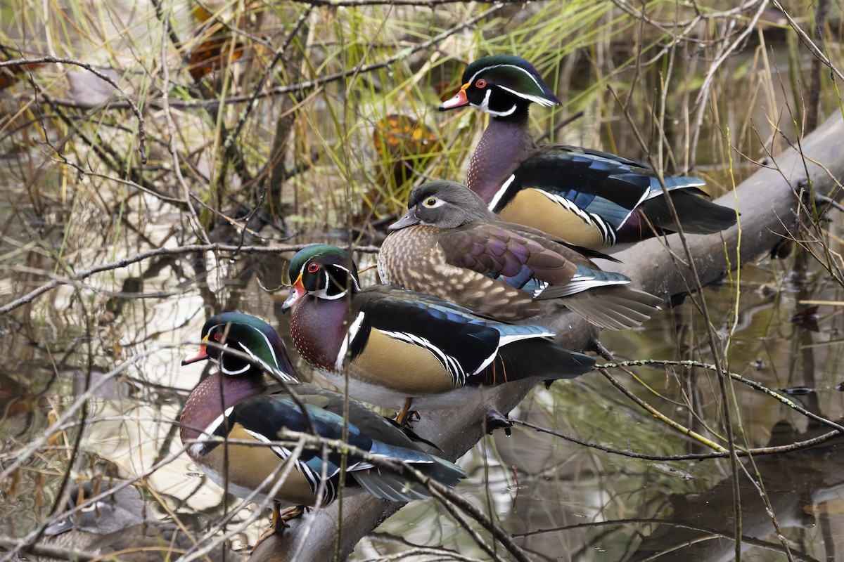 Wood Duck - ML646271915