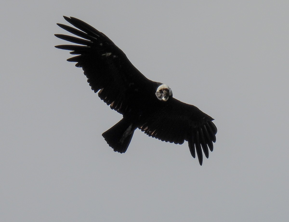 Andean Condor - ML646271919